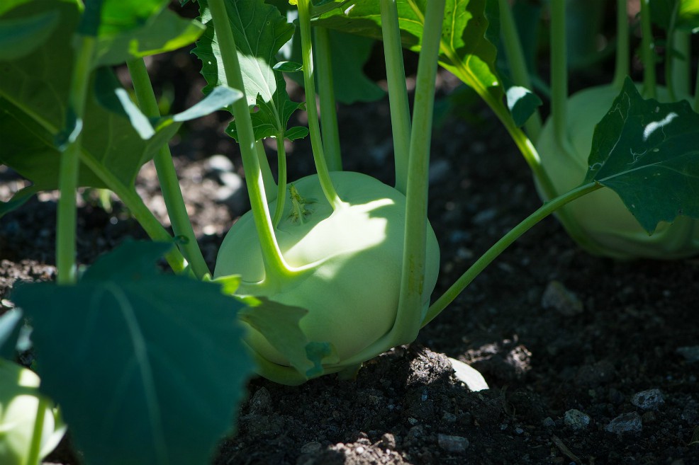 ¿Por qué los jardineros son más sanos?