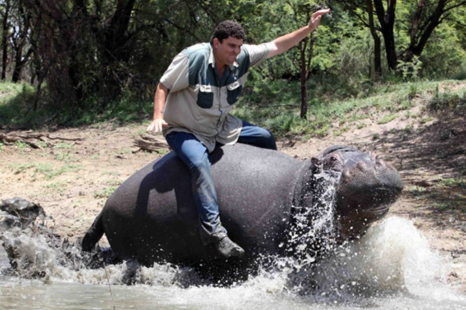 En 2011 Marius Els fue asesinado por su hipopótamo en Sudáfrica