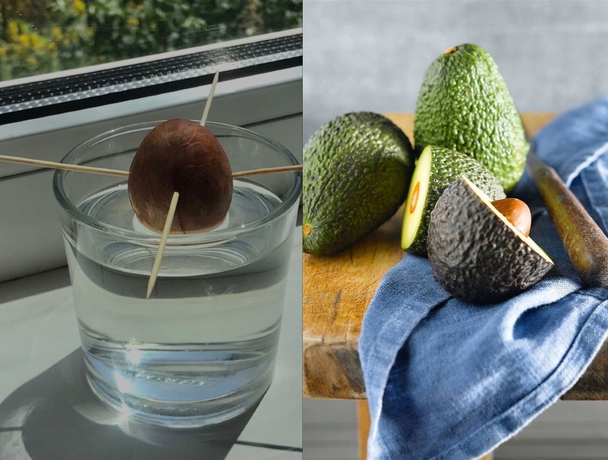 Paso a paso para sembrar una pepa de aguacate fácilmente en casa