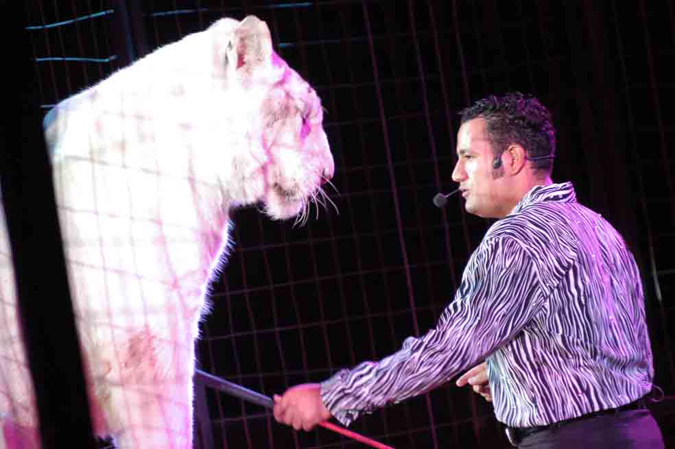 Cerca de 30 circos tendrían que entregar sus animales
