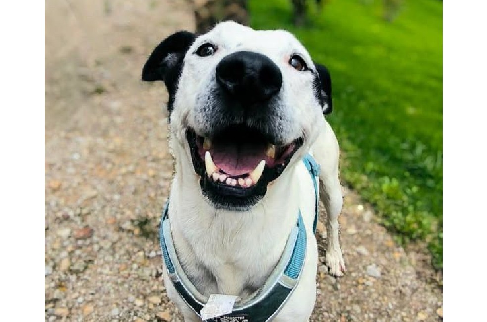 Zeus necesita un hogar: lleva más de tres años esperando una oportunidad