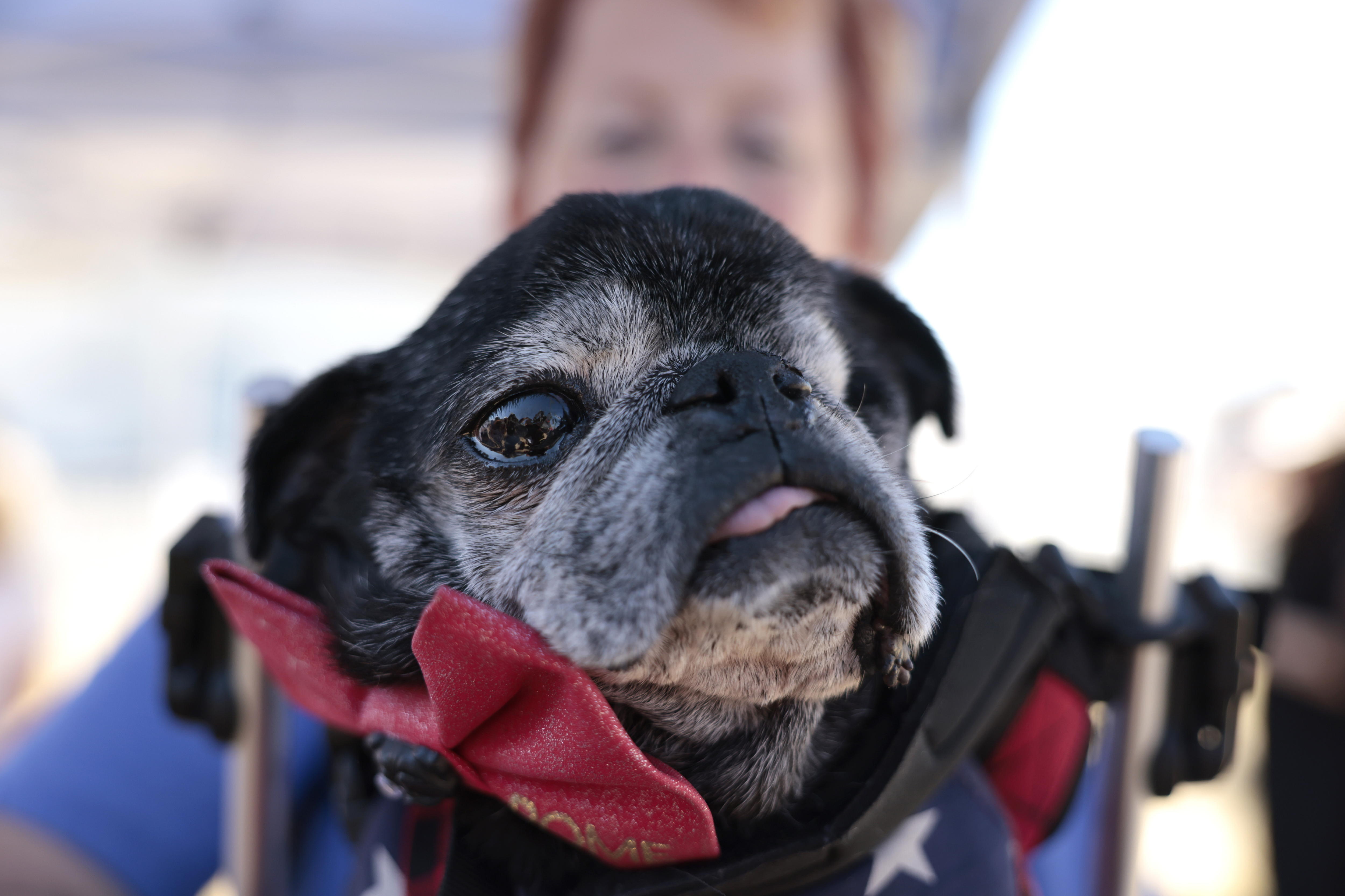 Su perro puede estar en la lista y no lo sabía: aumentan razas con riesgo respiratorio