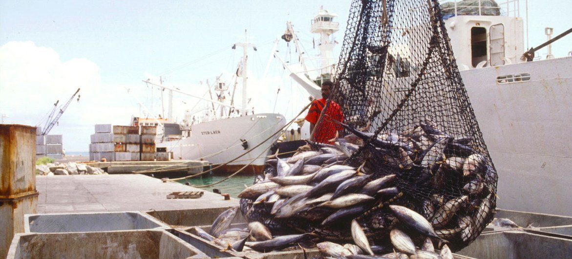¿Estamos comiendo el pescado que creemos? Hasta el 20 % podría estar mal etiquetado