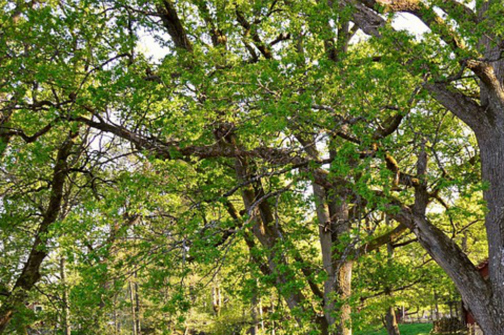 Pakistán le apuesta al «oro verde» y siembra más de 1.000 millones de árboles