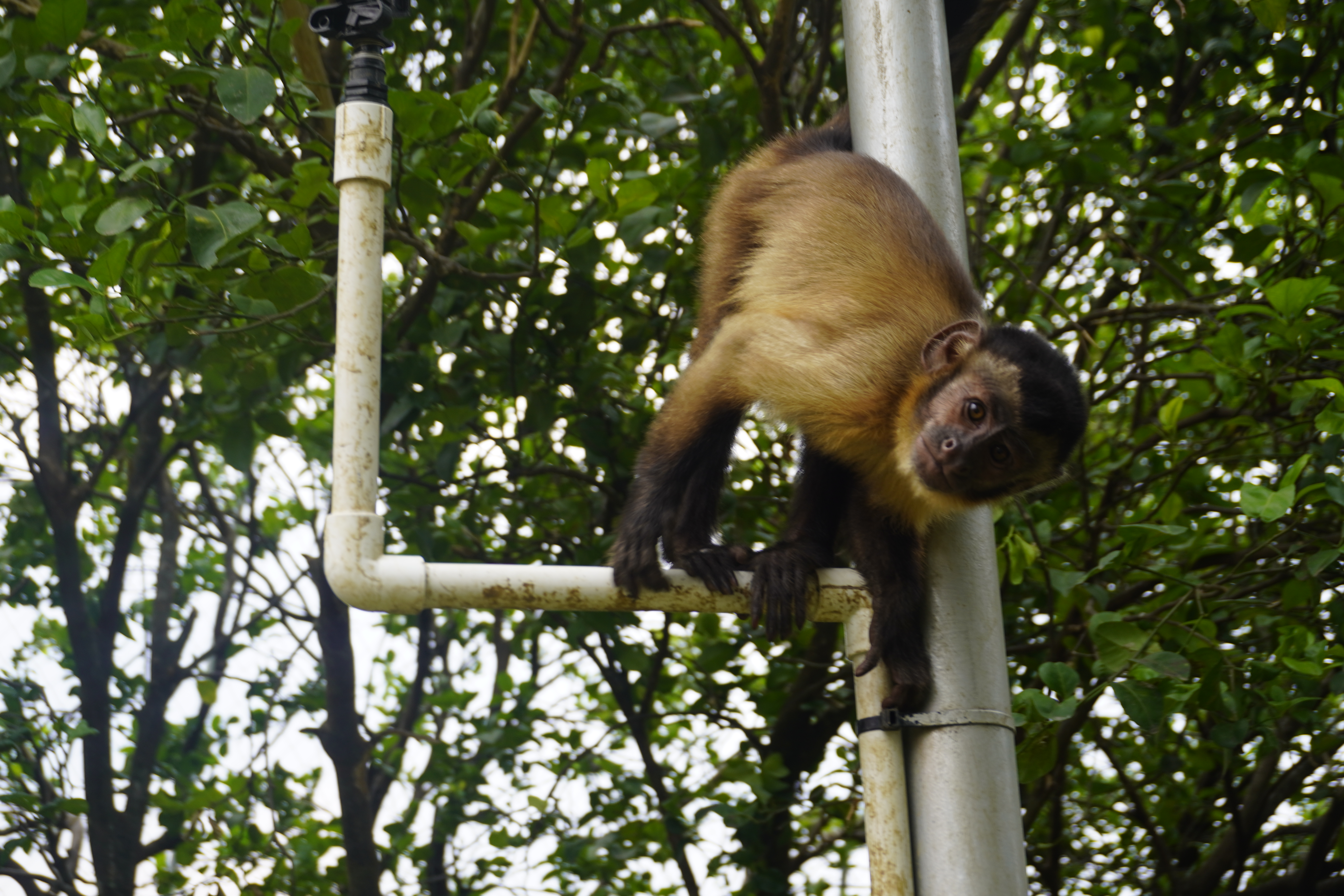 El refugio oculto que cuida a los animales silvestres víctimas del tráfico en Meta