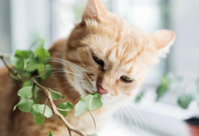 ¿Cómo evitar que los gatos se coman las platas? Estas son algunas recomendaciones