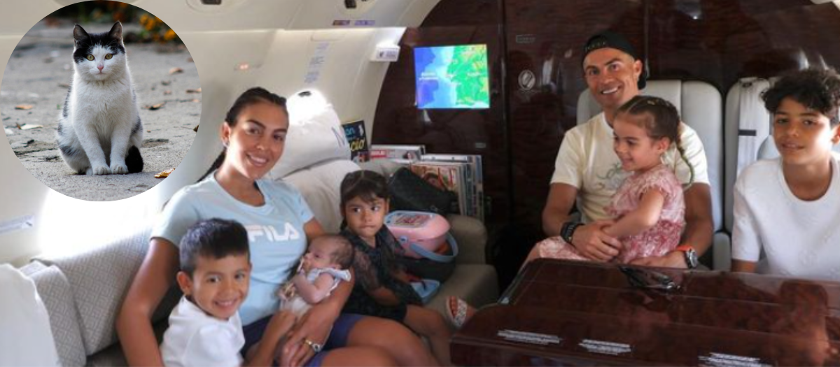 La divertida historia del gato que terminó en casa de Georgina y Cristiano