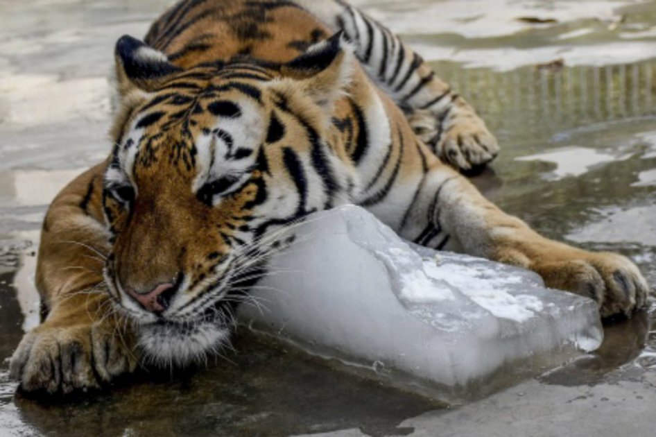 Cifra de muertos en Pakistán por ola de calor se eleva a 1.100