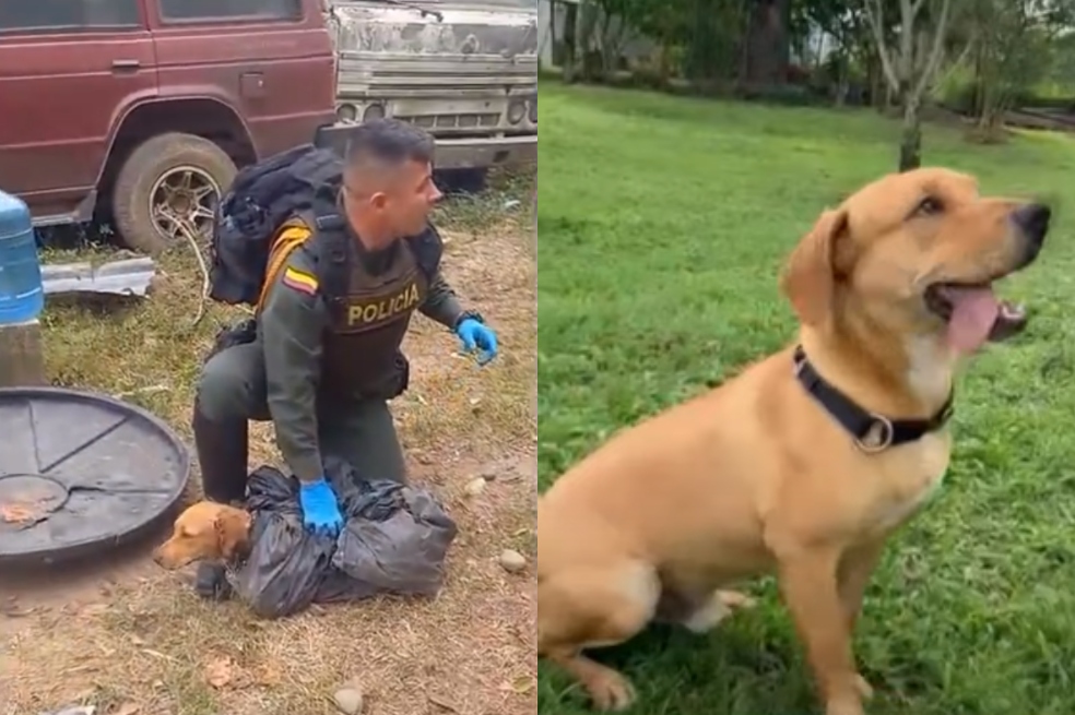 Imagen de Killer, el perro callejero que fue rescatado y auxiliado por la Policía Nacional.