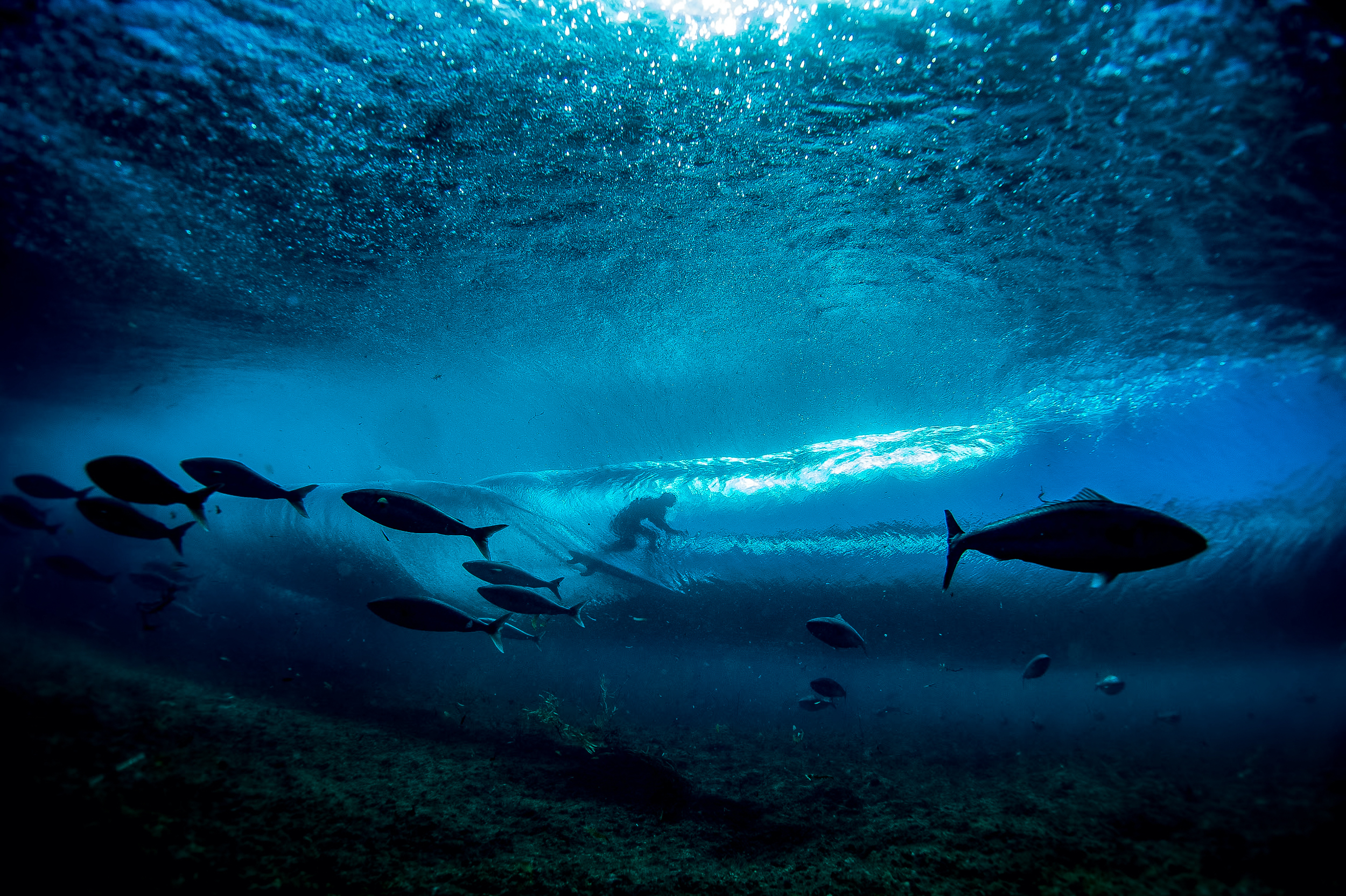 Estas son las fotografías ganadoras del 2024 TNC Oceania Photo Contest.