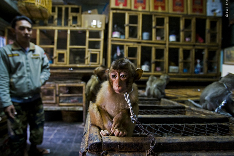 “Blackroom Business”, fotografía ganadora en la categoría Premio a Fotoperiodismo de la Vida Salvaje
