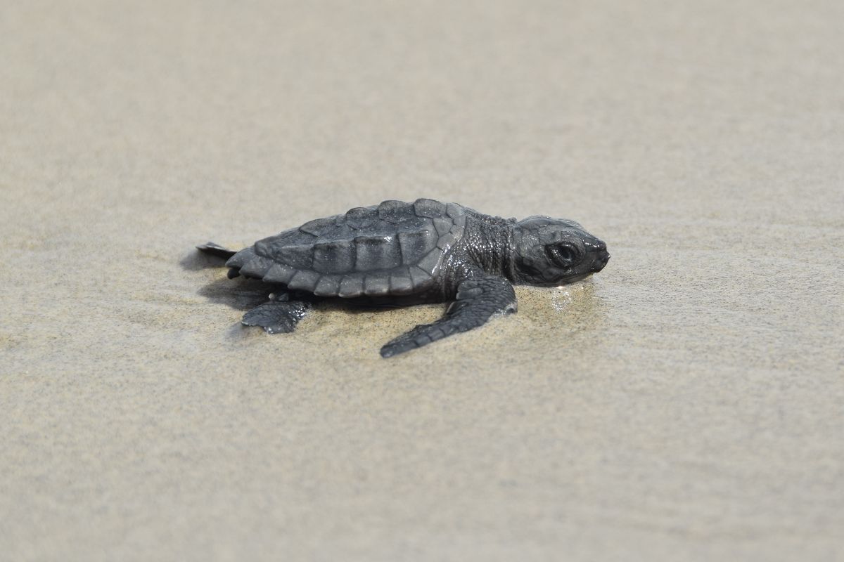 Después de 75 años, vuelven a ver tortugas en peligro de extinción en una isla de EE.UU