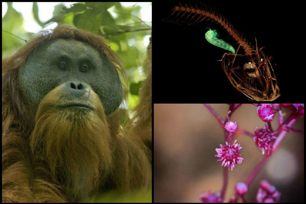 Las nuevas especies más importantes descubiertas el último año