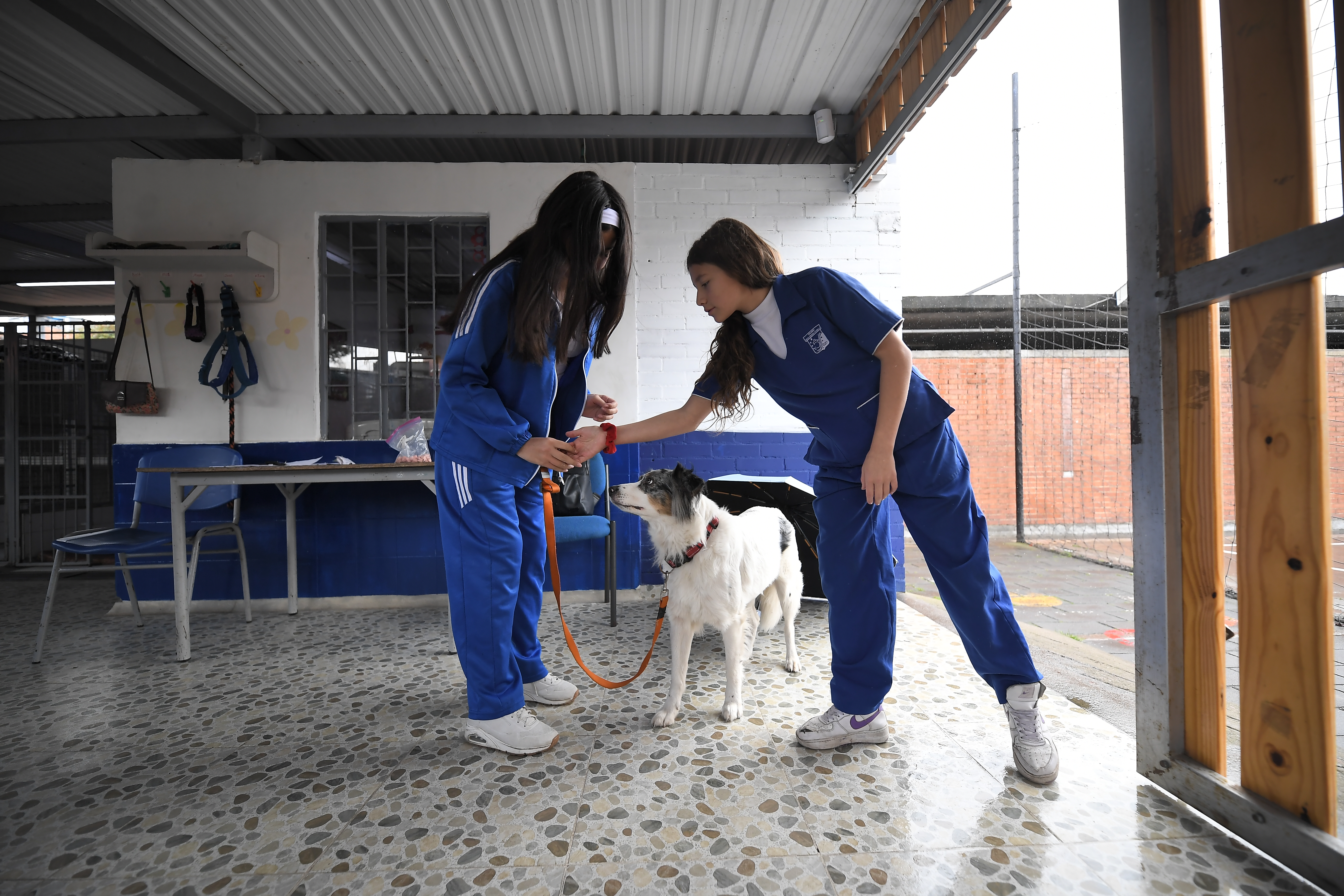 La clase que faltaba: así están enseñando sobre protección animal en colegios de Bogotá
