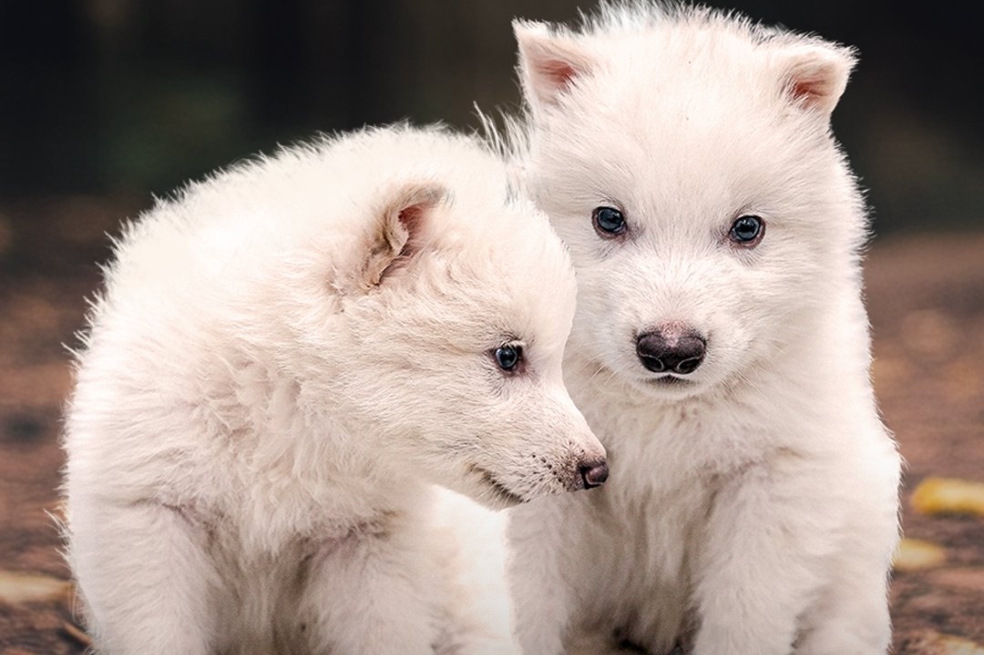 Científicos aseguran haber sacado de la extinción al lobo terrible