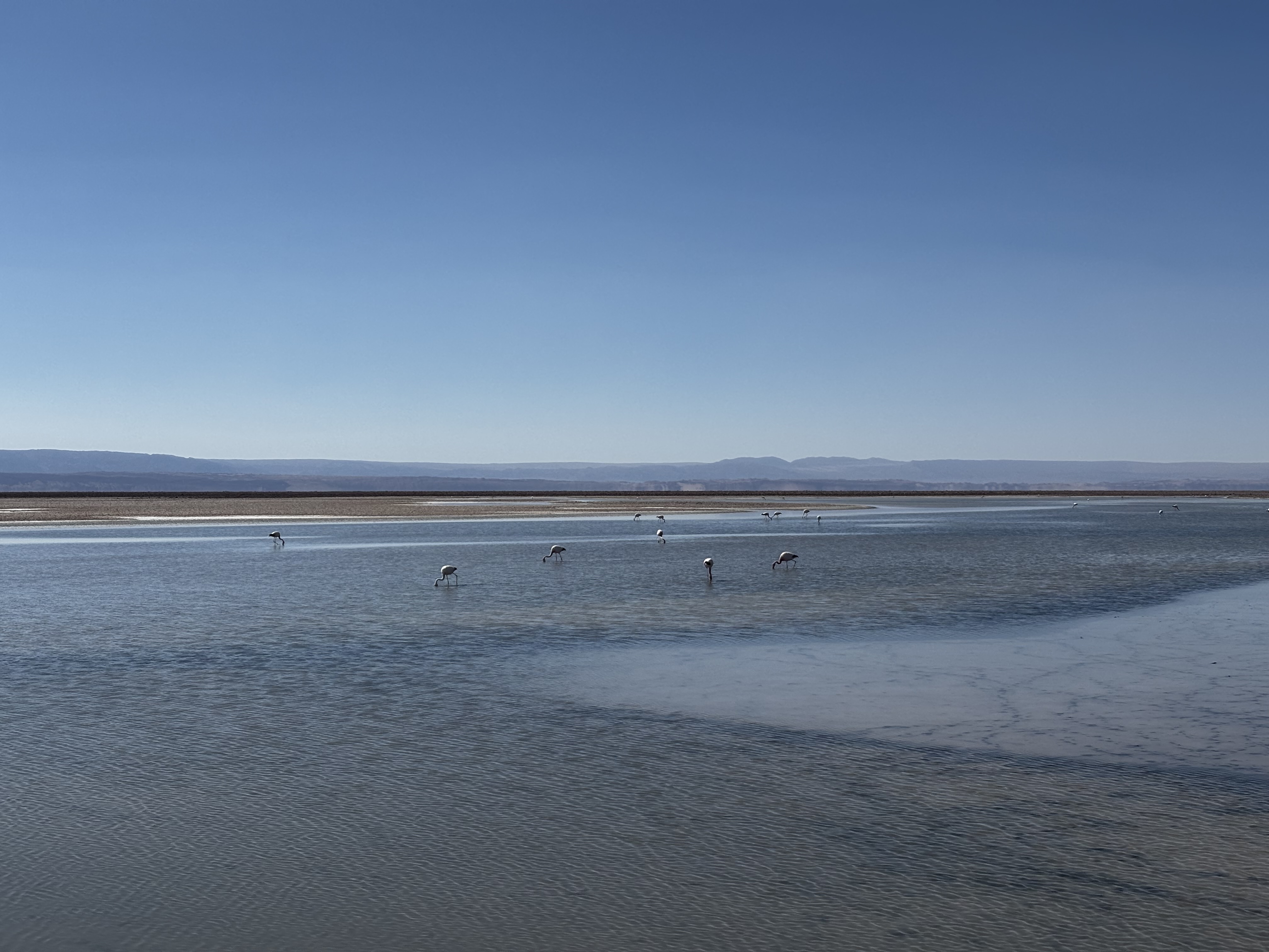 La oferta en San Pedro de Atacama también incluye visitar la Reserva Nacional Los Flamencos y la laguna Chax, en ambas se podrá disfrutar de los flamencos rosados.