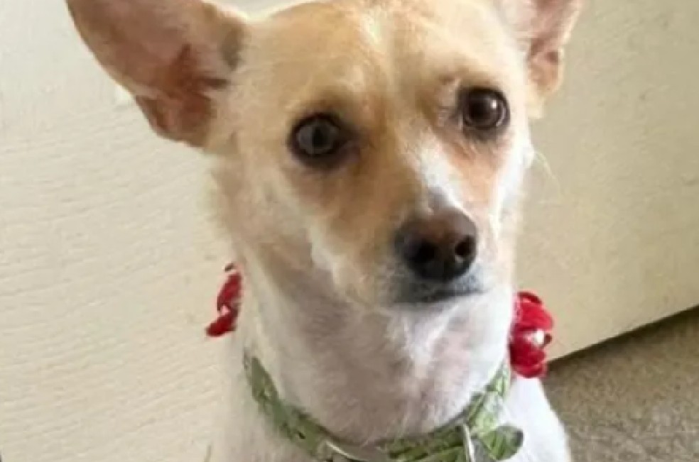 Siguiendo el rastro del animal, los rescatistas llegaron al barranco donde encontraron a Crosby durmiendo en el suelo, bajo la vegetación.