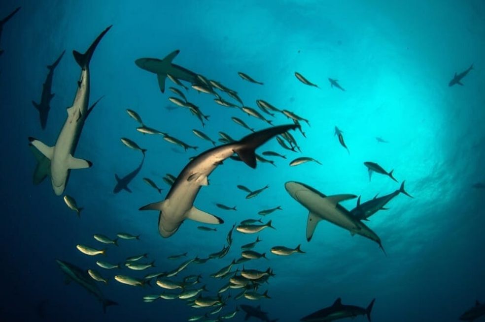 Incluyen a Malpelo en la Lista Verde de Áreas Protegidas y Conservadas del mundo