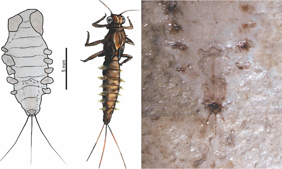Fósiles de insectos de hace 100 millones de años descubiertos en La Calera