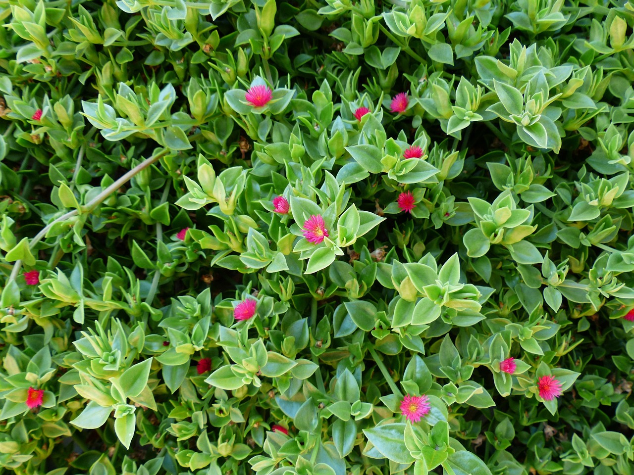 la Aptenia cordifolia destaca por su versatilidad, resistencia y atractivo visual