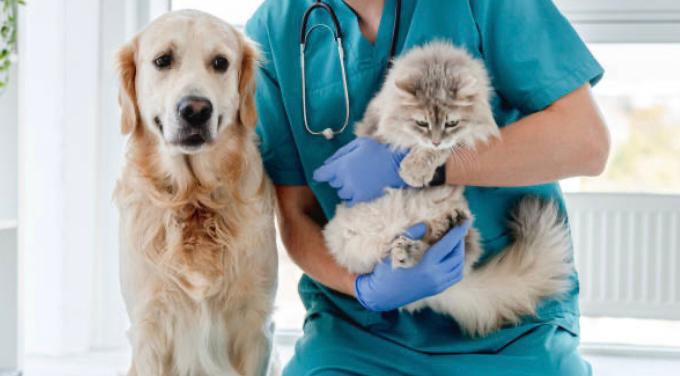 Reciben atención gratuita: así es la primera clínica veterinaria social en Italia