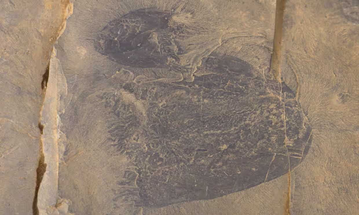 Descubren la especie de medusa más antigua en fósiles de más de 500 millones de años