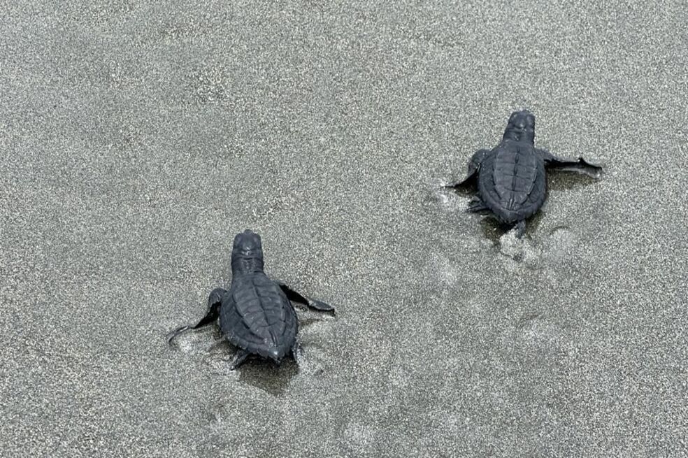 Feria de tortugas marinas y cangrejos azules: así se vivió el día del medio ambiente