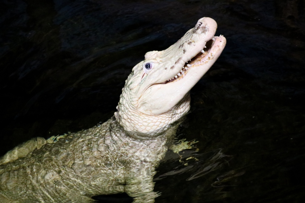 Zoológico sacó 70 monedas del estómago de un caimán