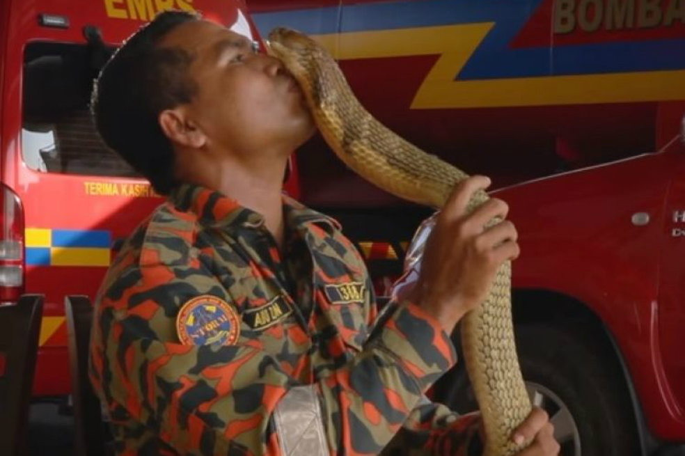 Muere famoso domador de serpientes por el mordisco de una cobra
