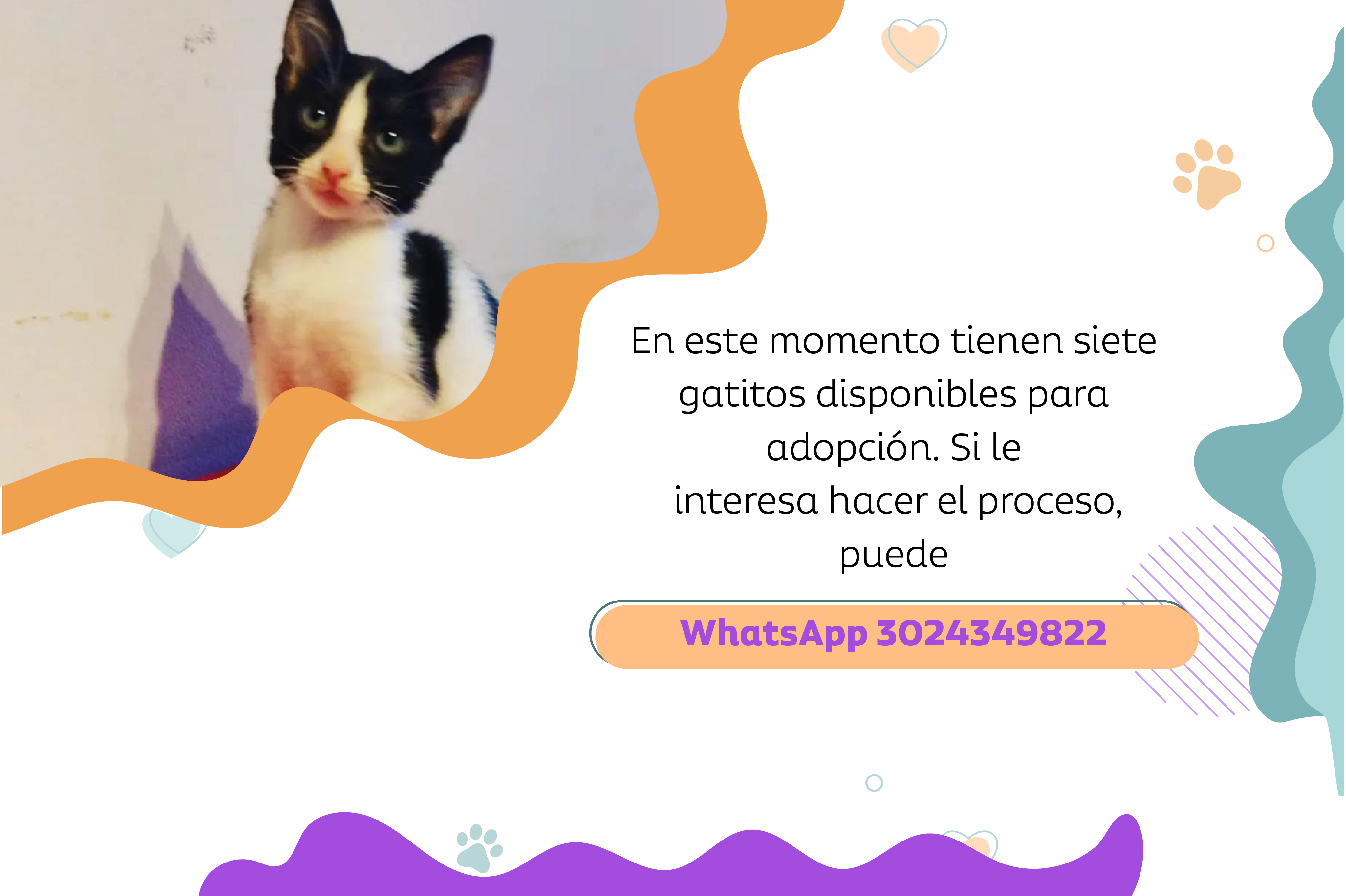 En el momento, tienen siete gatos que están terminando su proceso de rehabilitación para encontrar un hogar.