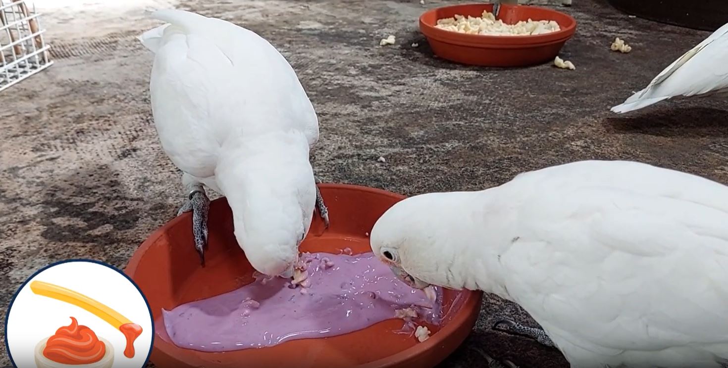 Algunas cacatúas prefieren su comida con un toque de yogur de arándanos