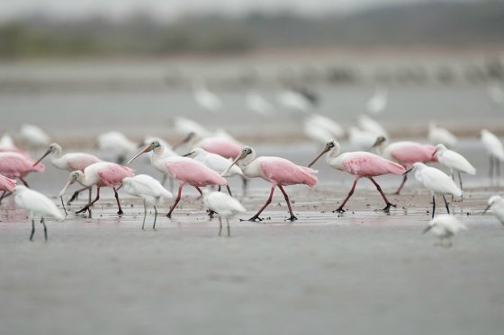 Colombia, el país más diverso en aves