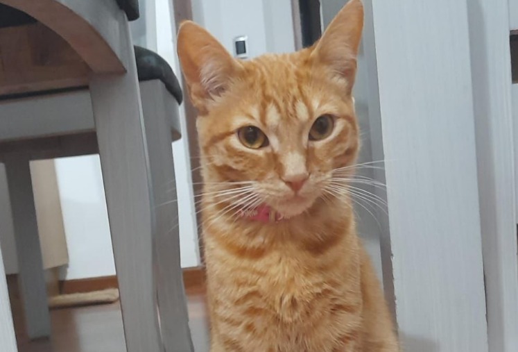 Naranjita fue adoptada y devuelta en menos de un año: ahora espera un nuevo hogar
