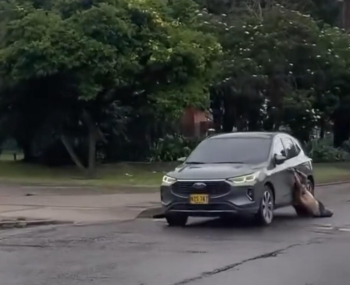 Integración Social busca a habitante de calle que fue arrastrado por conductor