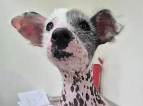 Carla, la perrita sin pelo que está conquistando a todos en redes sociales