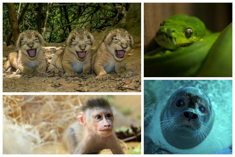 Las mejores fotografías del mundo animal de esta semana