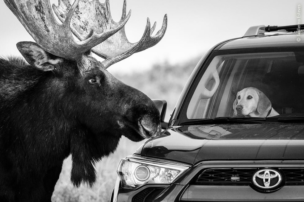 Encuentro cercano, Guillermo Esteves (EE. UU.): La expresión de preocupación en la cara de este perro es un recordatorio de que los alces son animales salvajes e impredecibles. El conductor del automóvil no pudo moverse antes de que el alce se acercara.