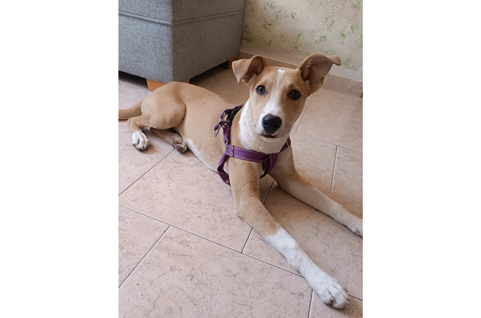 Frida