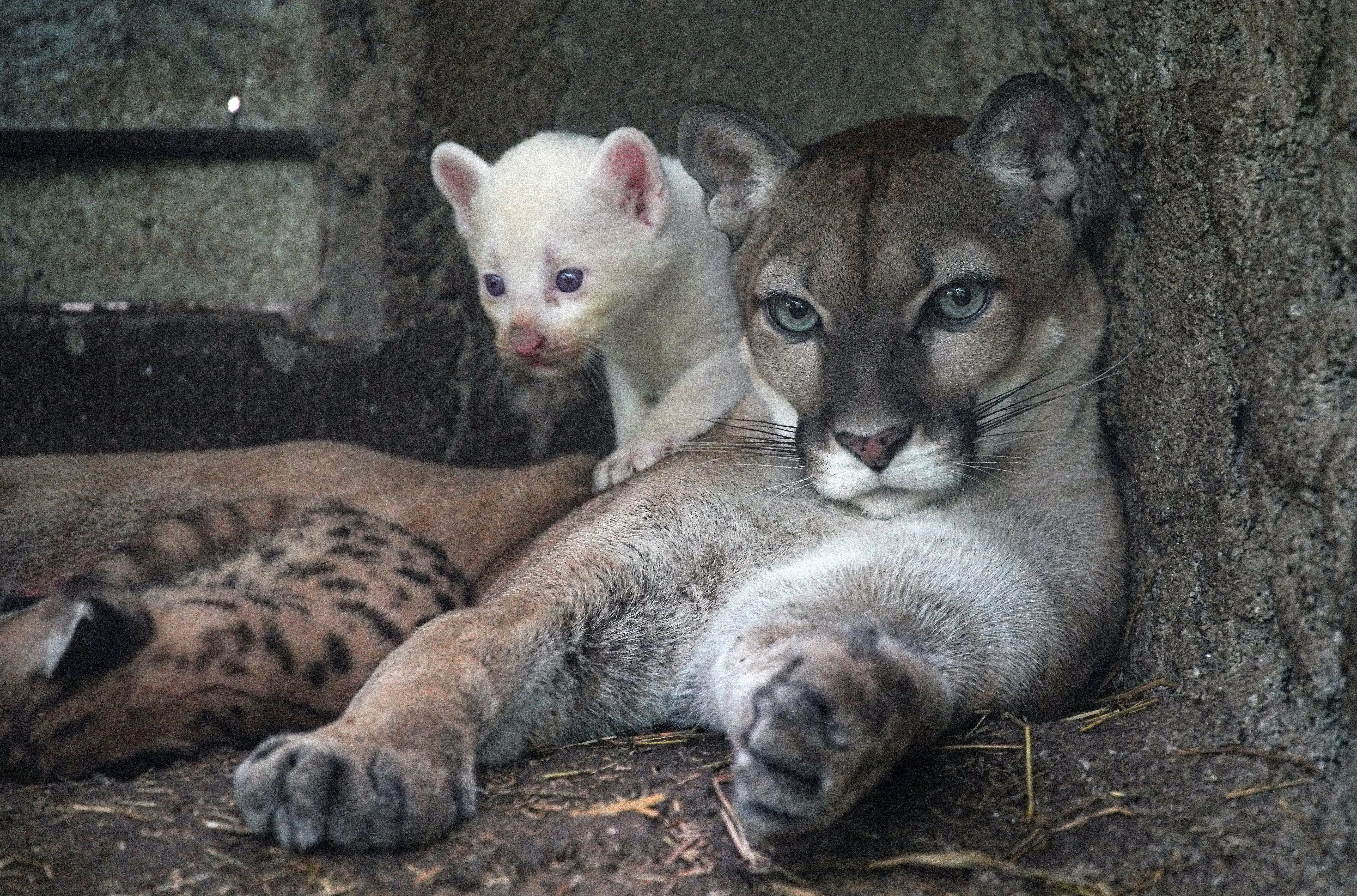 A puma (Felis concolor), born in captivity and considered an endangered species is pictured at the Thomas Belt Zoo in Juigalpa, Nicaragua, on August 23, 2023. (Photo by OSWALDO RIVAS / AFP)