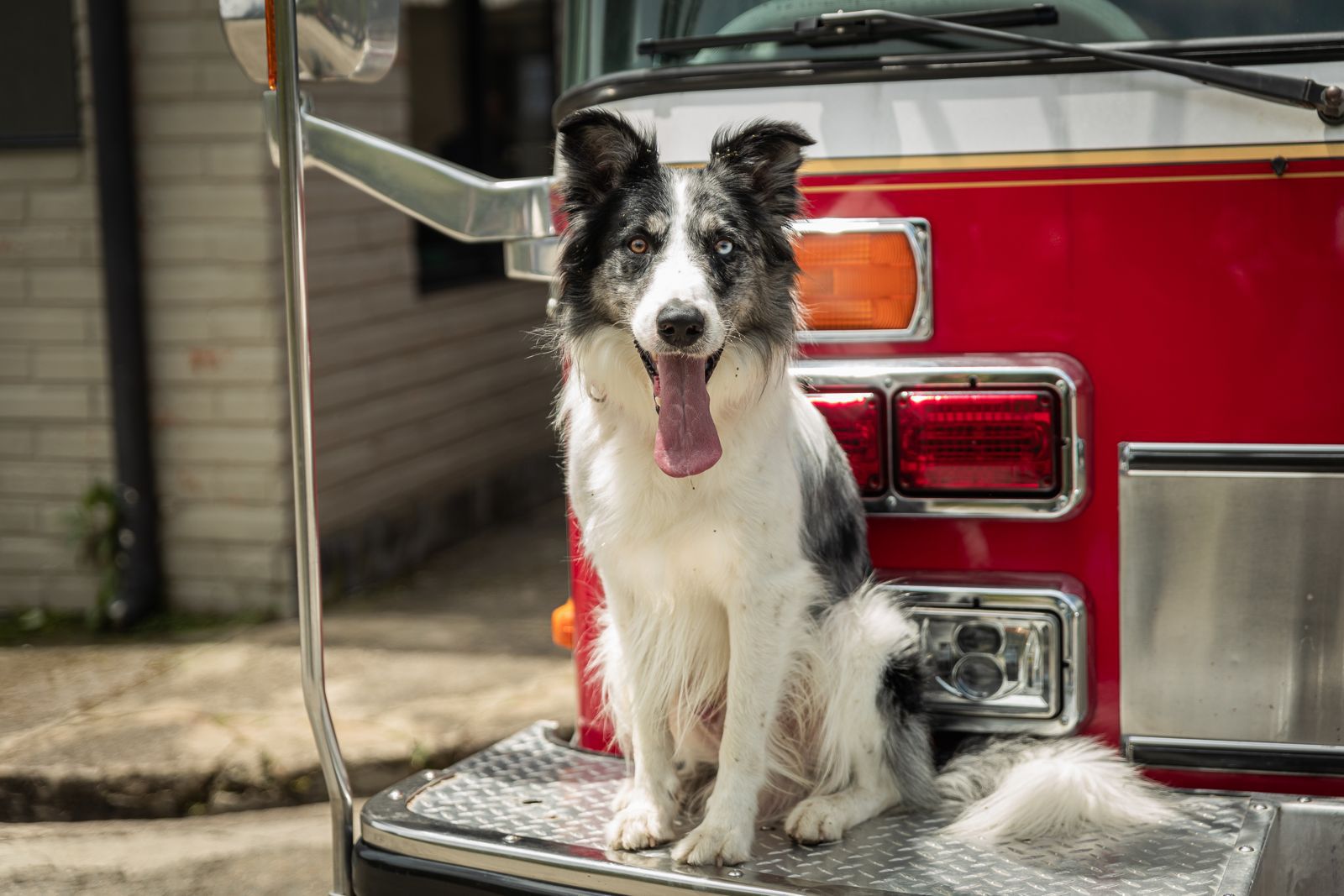 Perros salvavidas se unieron a bomberos en Antioquia: así ayudarán en emergencias