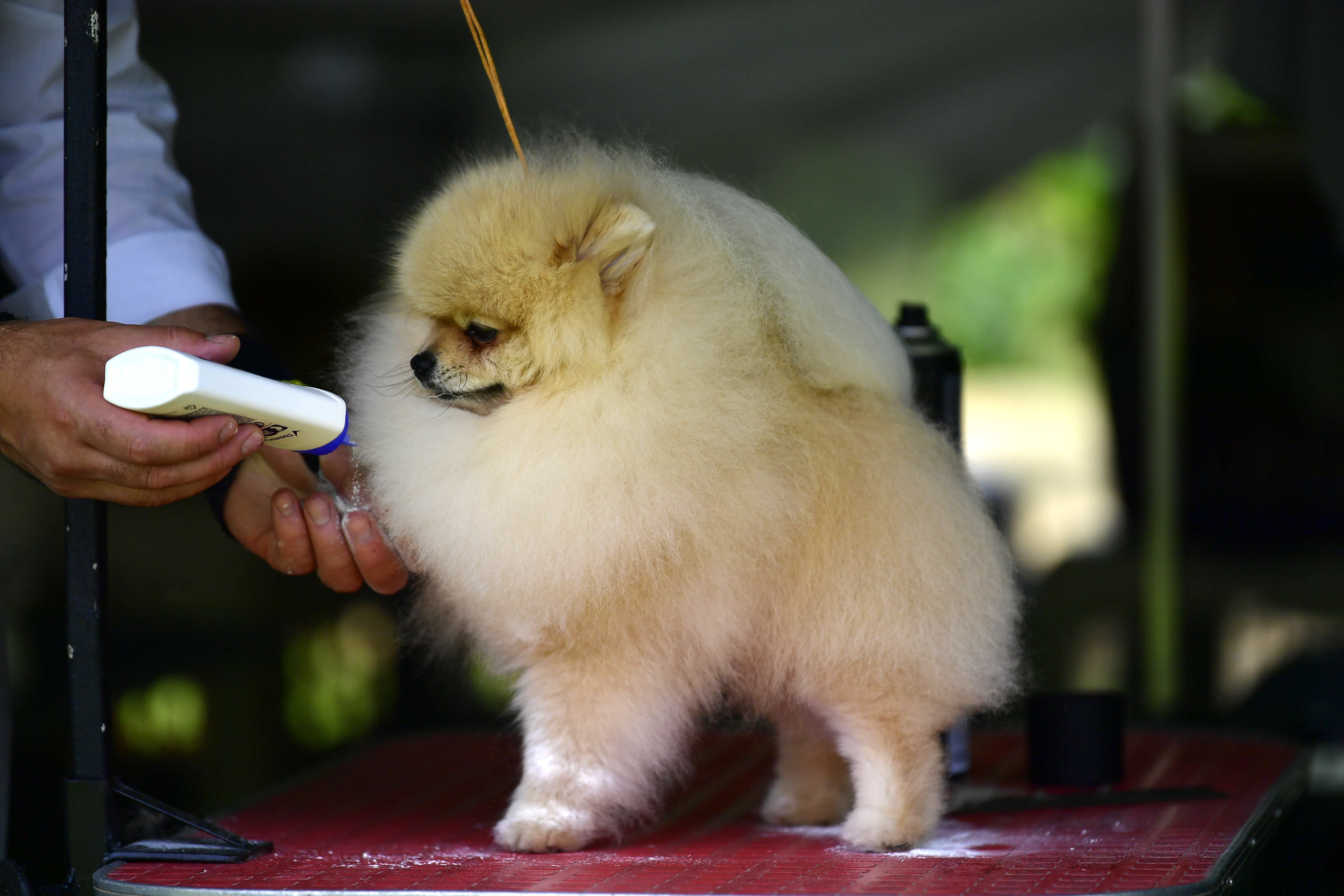 Influencer es criticada por recomendar devolver un perro porque no era de “raza pura”