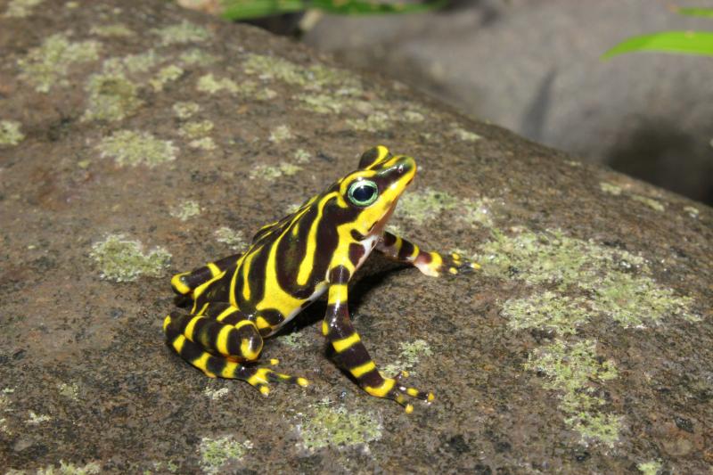 La nueva especie de rana arlequín hallada entre la selva de Colombia y Panamá