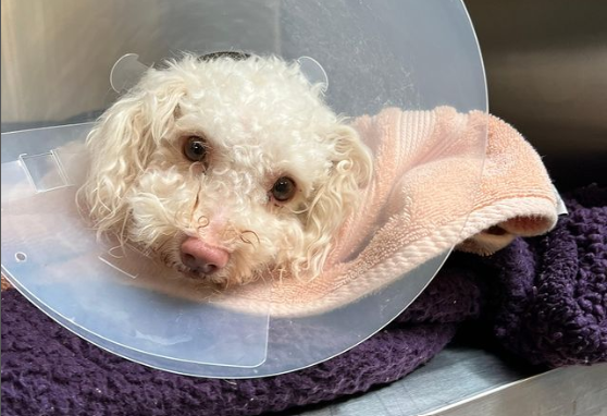 Perro fue encontrado después de sufrir una aparente sobredosis de drogas en Estados Unidos