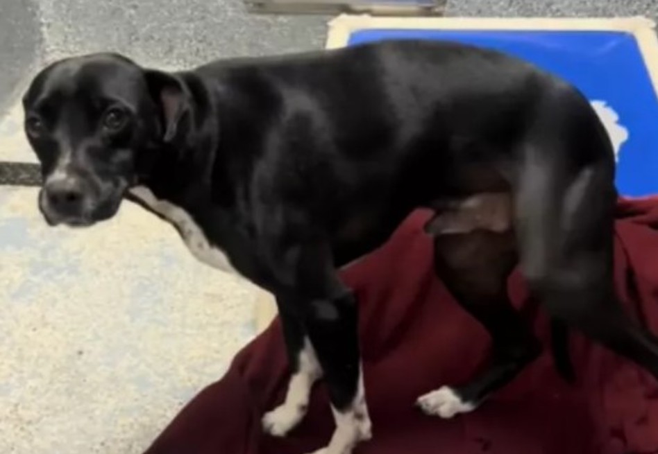 Perro fue adoptado cuatro veces y en cada una lo devolvieron: esta es la razón