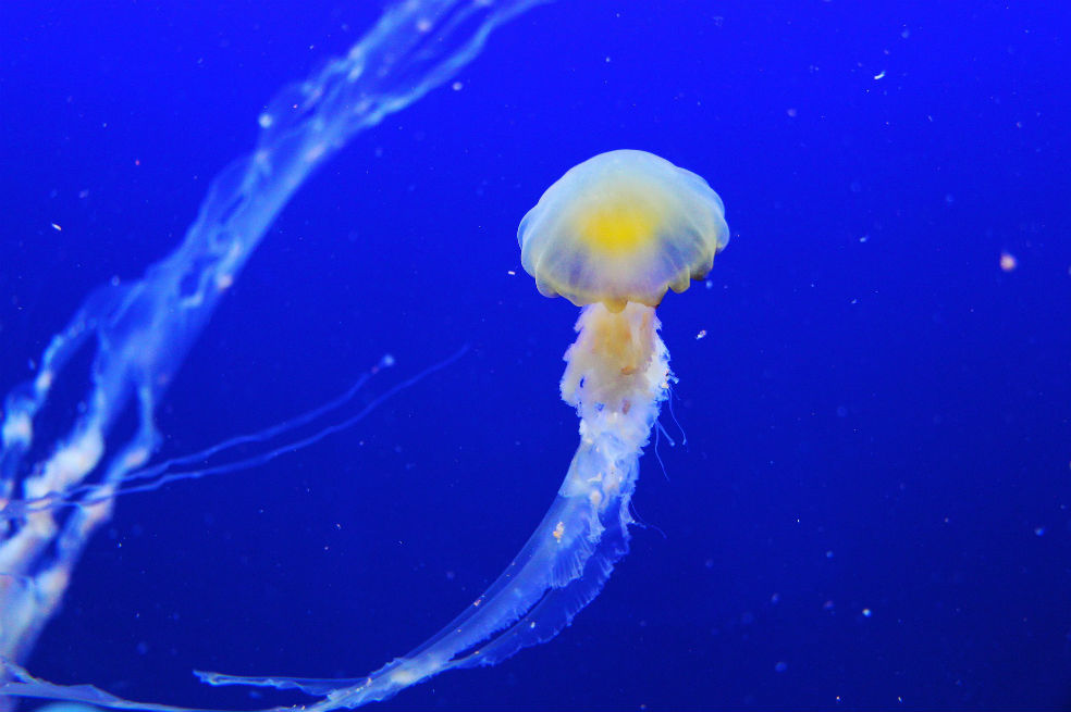 Estudian por primera vez el sueño de las medusas, ¿en qué se parece al de los humanos?