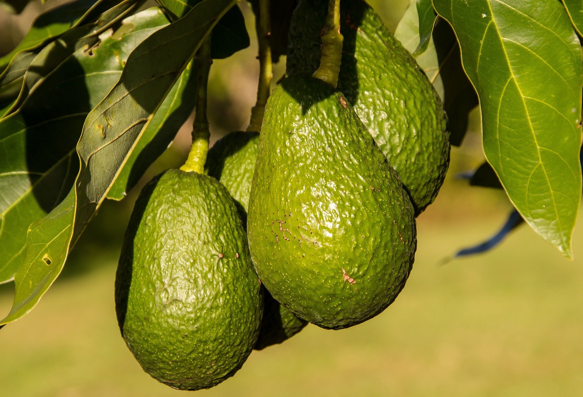 Aguacate: conoce las propiedades de esta fruta