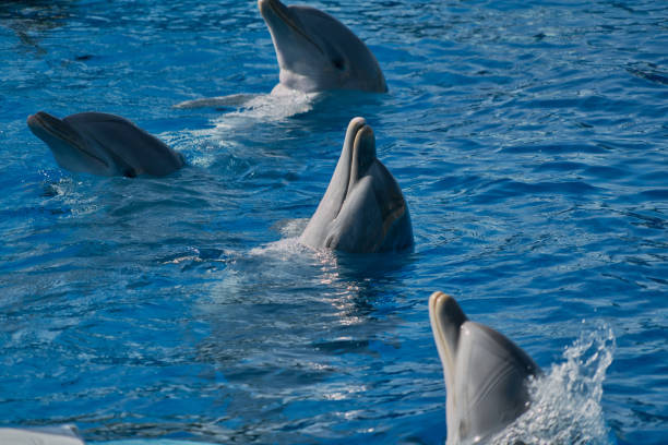 Ballenas y delfines: encuentros en el océano más comunes de lo que creíamos
