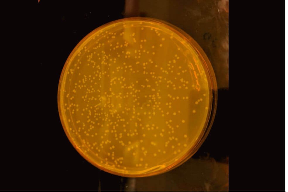 En un hito para la ciencia, crean bacteria con ADN sintético