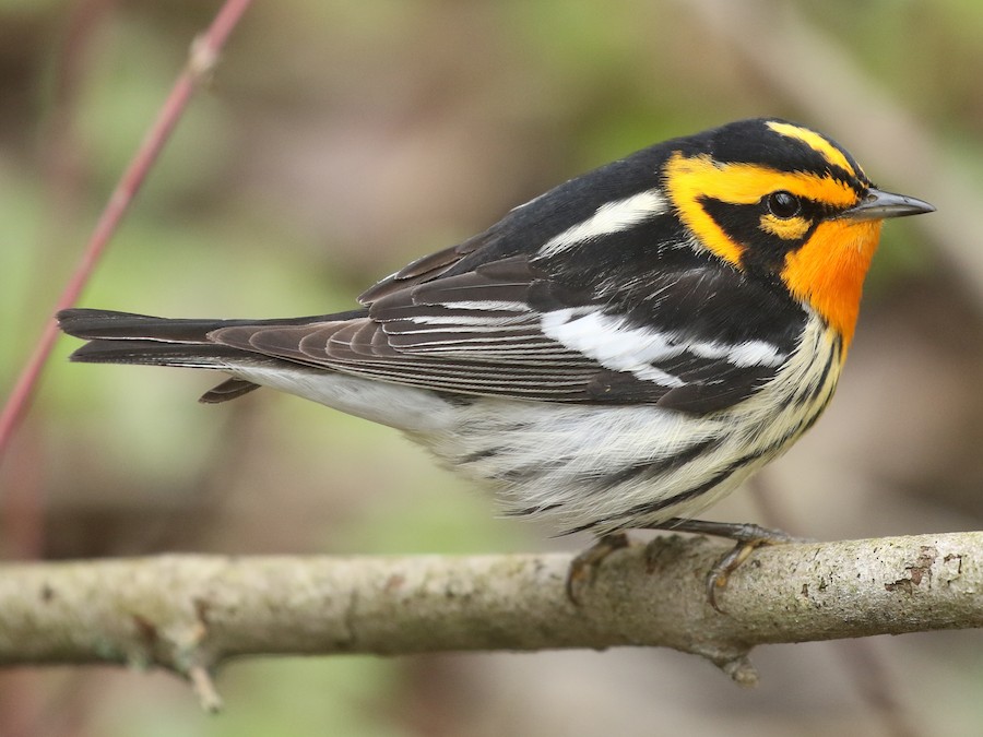 La Reinita Gorjinaranja es una de las más de 60 aves que puede ver en Chinquinquirá.