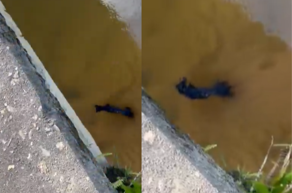 Perro fue arrojado vivo a una quebrada en Antioquia: buscan a los responsables